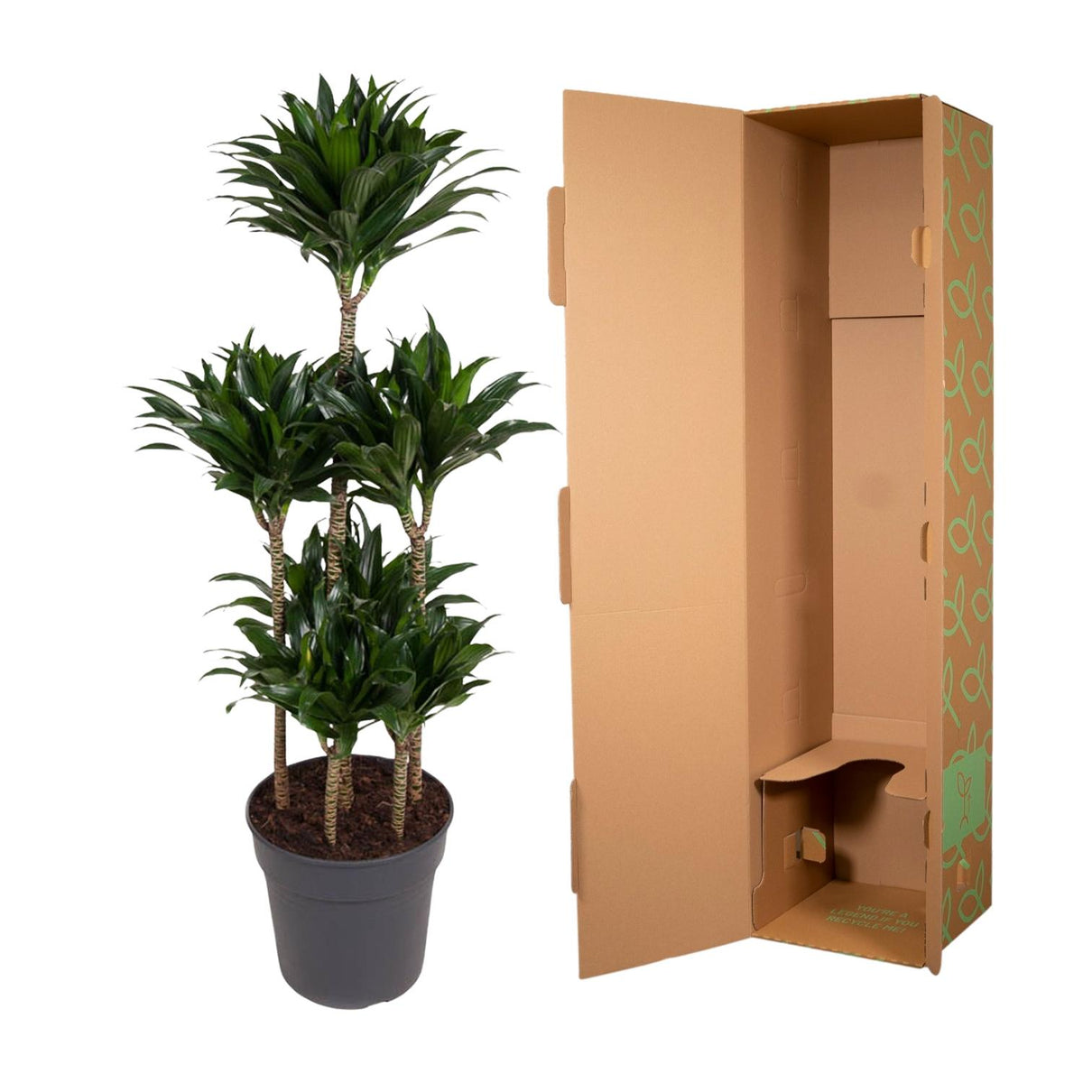 Dracaena Compacta Carrousel (drakenboom) – Ø31 cm, 130 cm hoog