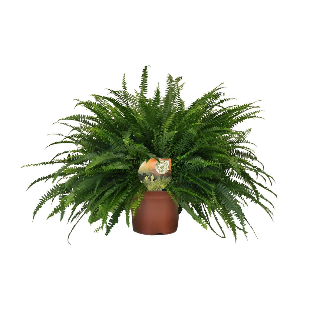 Nephrolepis Green Lady (sværdbregne) – Ø19 cm, 60 cm høj