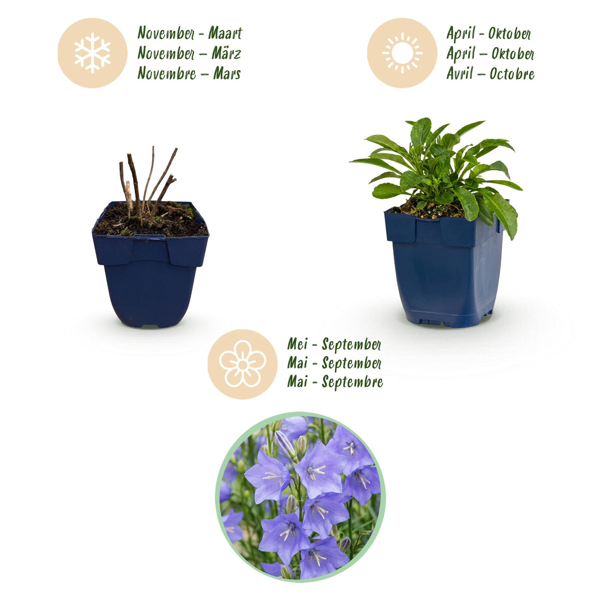 Campanula persicifolia (perzikbladklokje) – blauw – 6 planten, Ø11 cm, 15–25 cm hoog