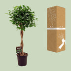 Ficus Micr. Moclame – Ø 23 cm, 100–110 cm hoch