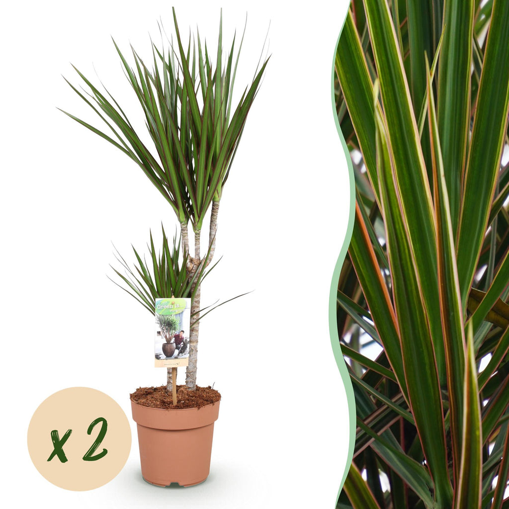 2× Dracaena marginata (drakenboom) – Ø17 cm, 70–80 cm hoog