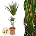 2× Dracaena marginata (drakenboom) – Ø17 cm, 70–80 cm hoog