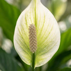 4× Spathiphyllum (lepelplant) – Ø12 cm, 35–40 cm hoog