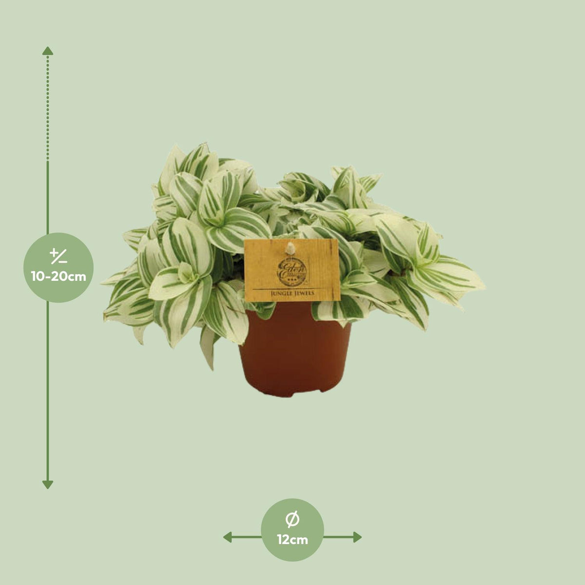 Tradescantia Brightness – Ø12 cm, 20 cm hoch