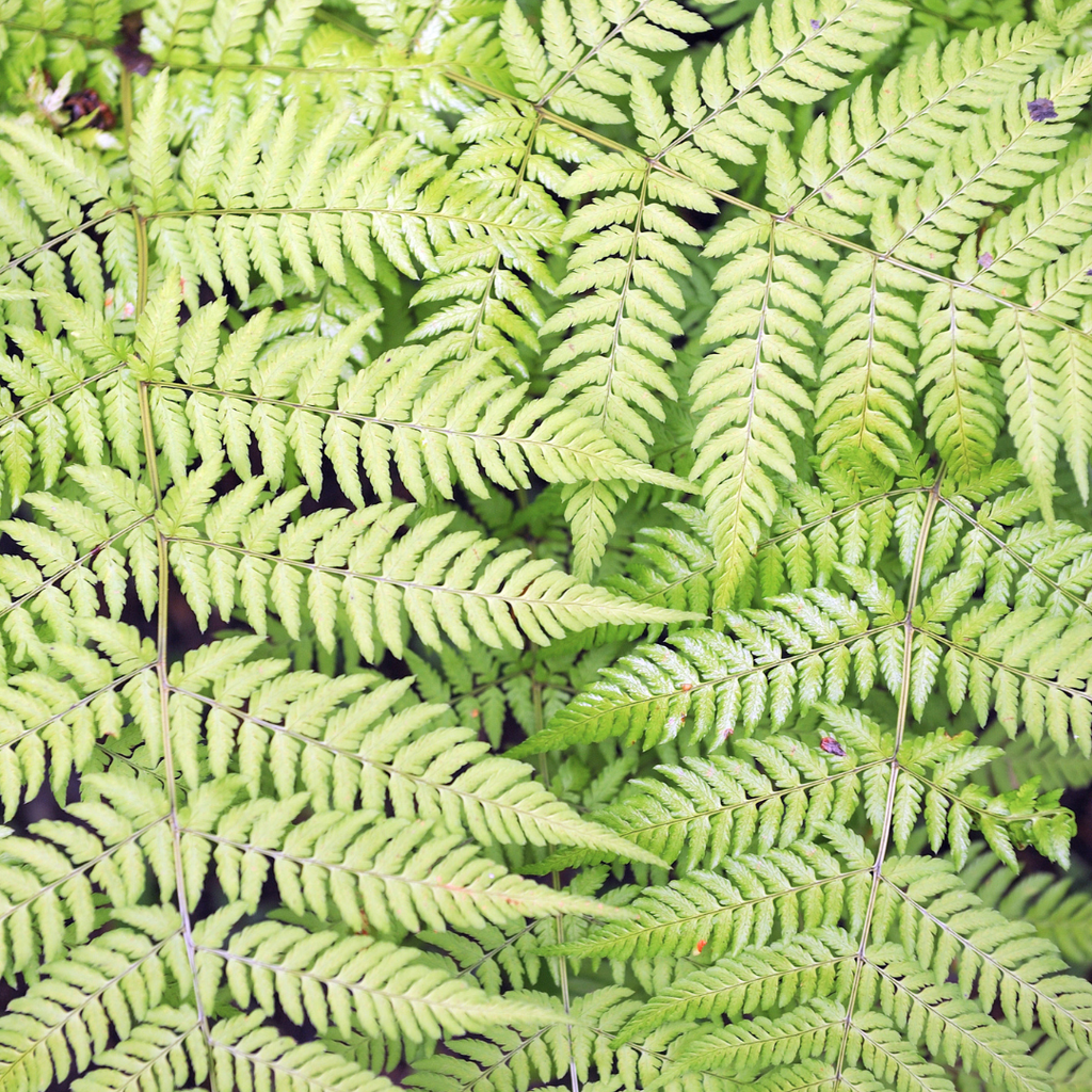 Dryopteris filix-mas (Wurmfarn) – 12 Pflanzen, Ø9 cm, 10–25 cm hoch – Bild 7