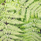 Dryopteris filix-mas (Wurmfarn) – 12 Pflanzen, Ø9 cm, 10–25 cm hoch
