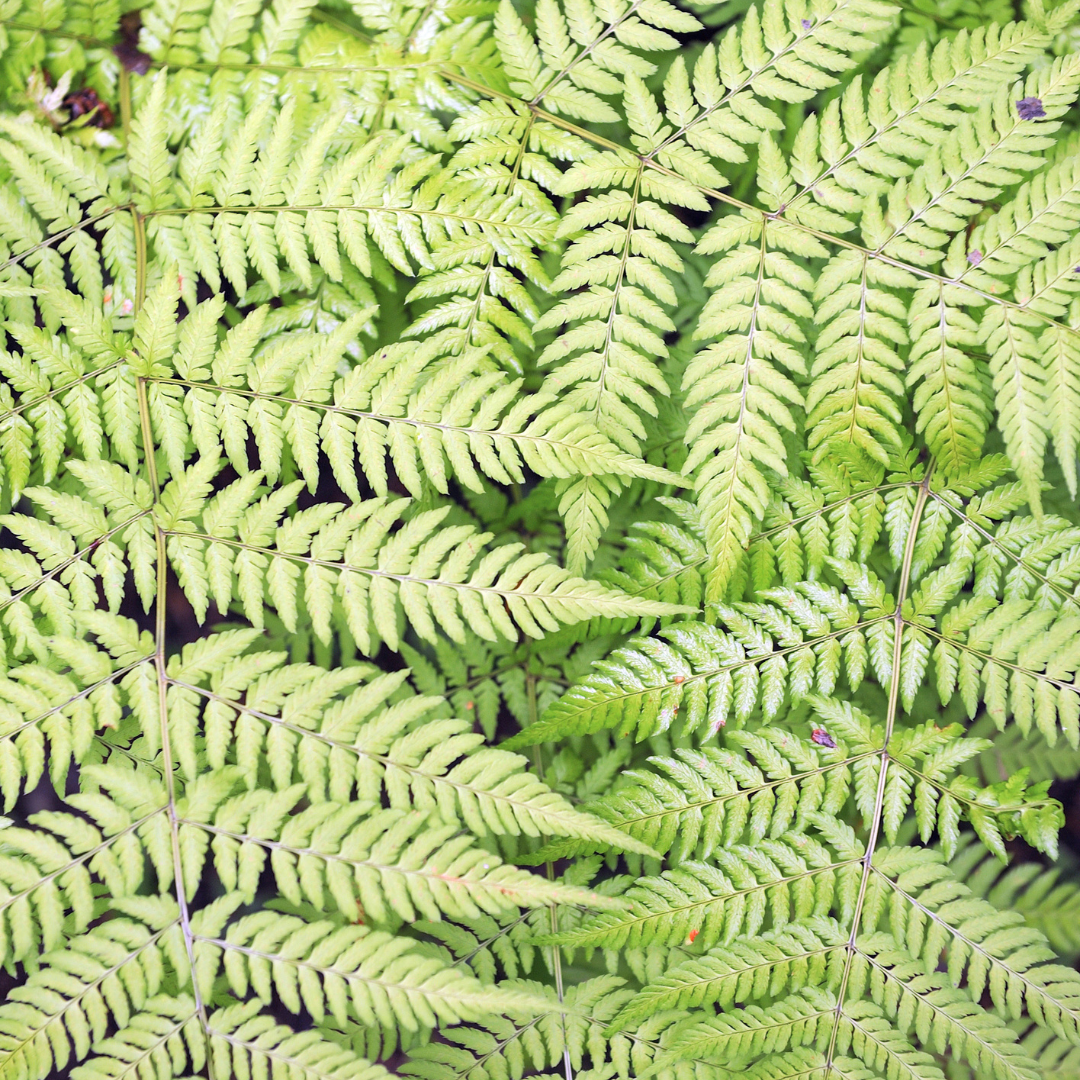 Dryopteris filix-mas (Wurmfarn) – 12 Pflanzen, Ø9 cm, 10–25 cm hoch – Bild 7