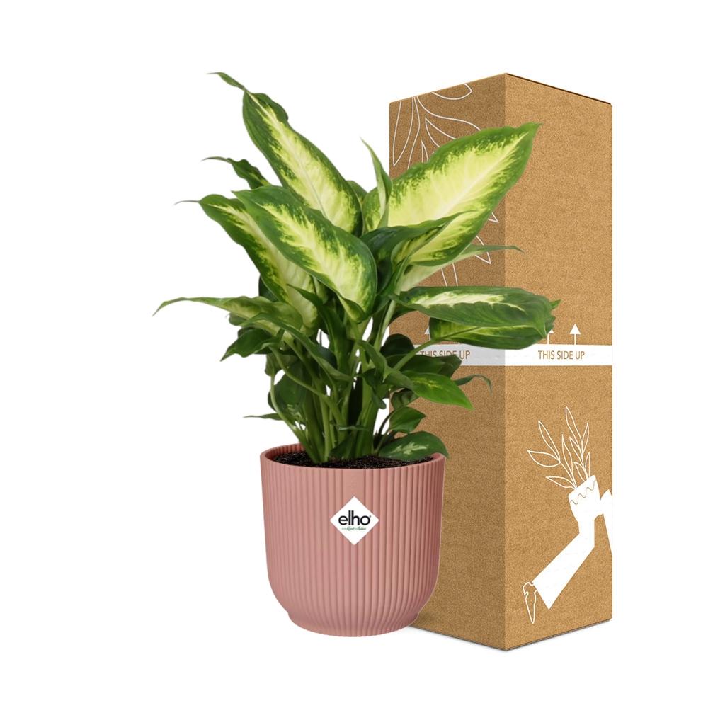 Dieffenbachia ‘Camilla’ in ELHO Vibes Fold 14cm roze – 35 cm hoog