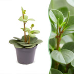 Peperomia Hope – Ø6 cm, 12 cm de haut