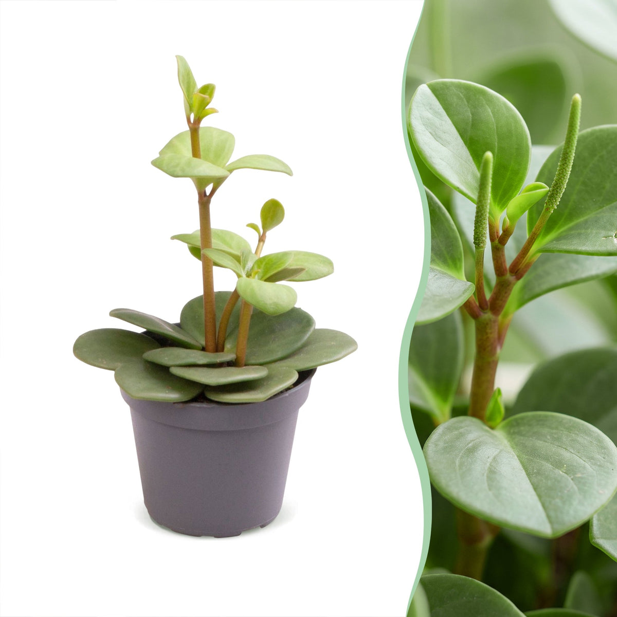 Peperomia Hope – Ø6 cm, 12 cm de haut