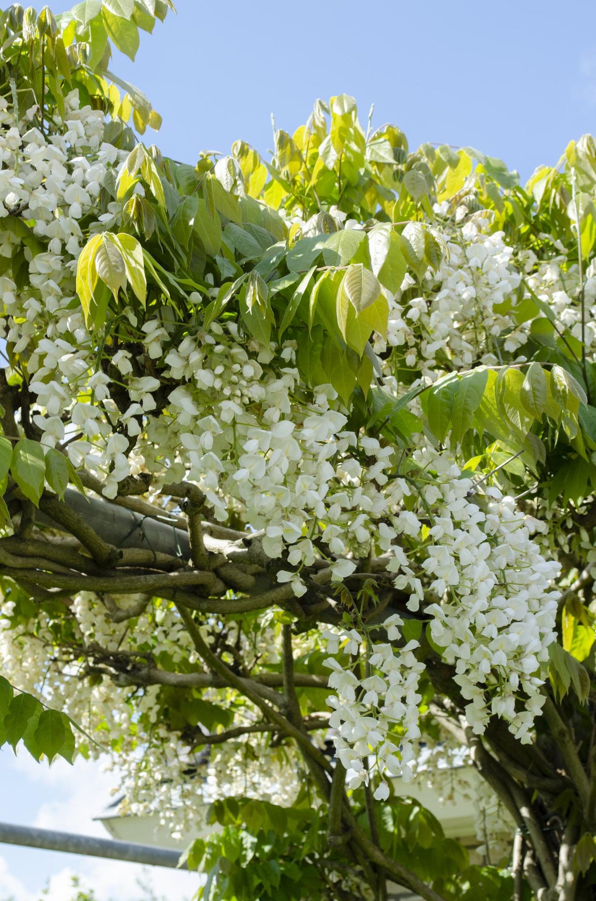 Wisteria floribunda 'Longissima Alba' (Japanese wisteria) – 2 plants, Ø15 cm, 65 cm high – photo 3