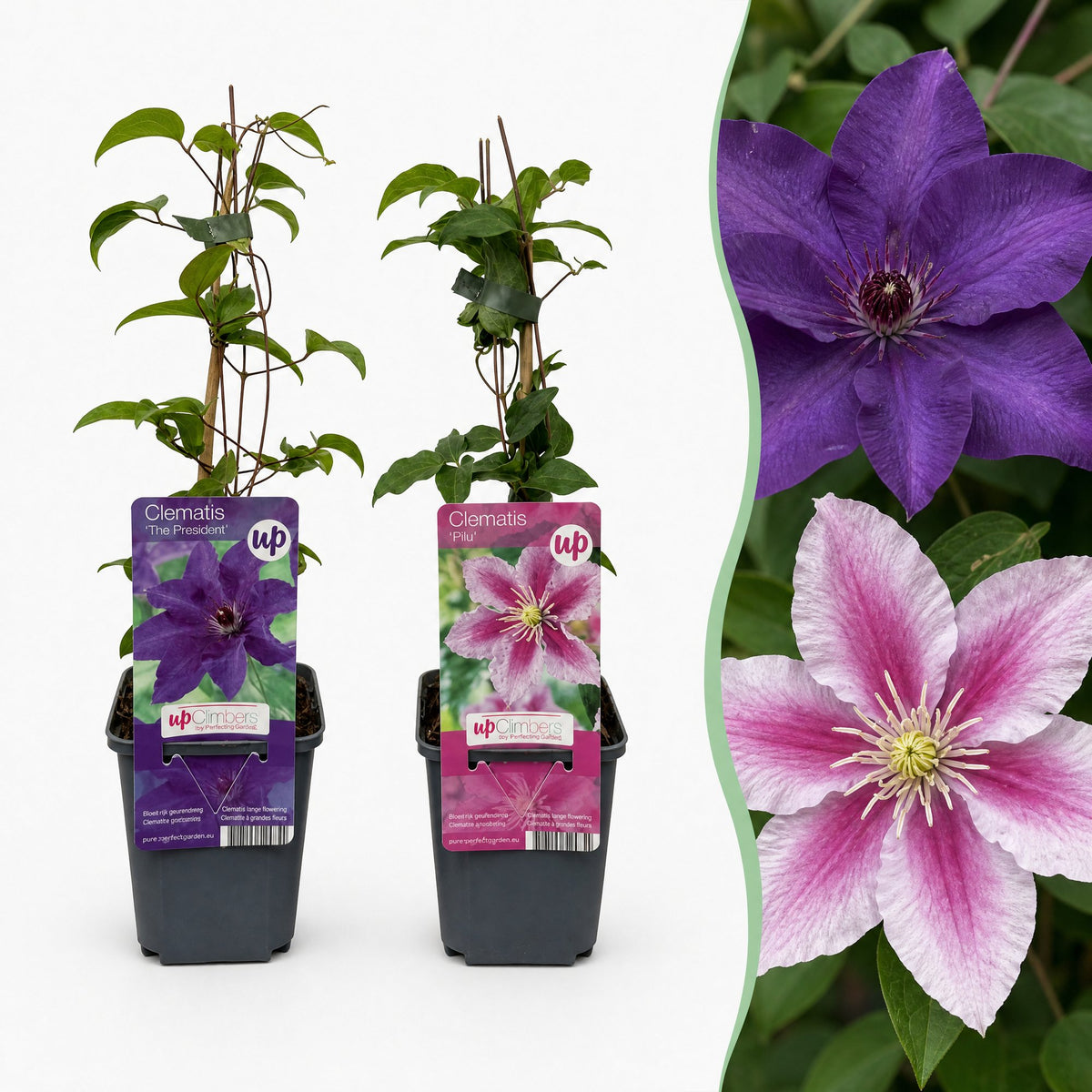 Clematis 'Duo Purple & Pink' (bosrank) – paars-roze-wit – 4 planten, Ø9 cm, 35 cm hoog