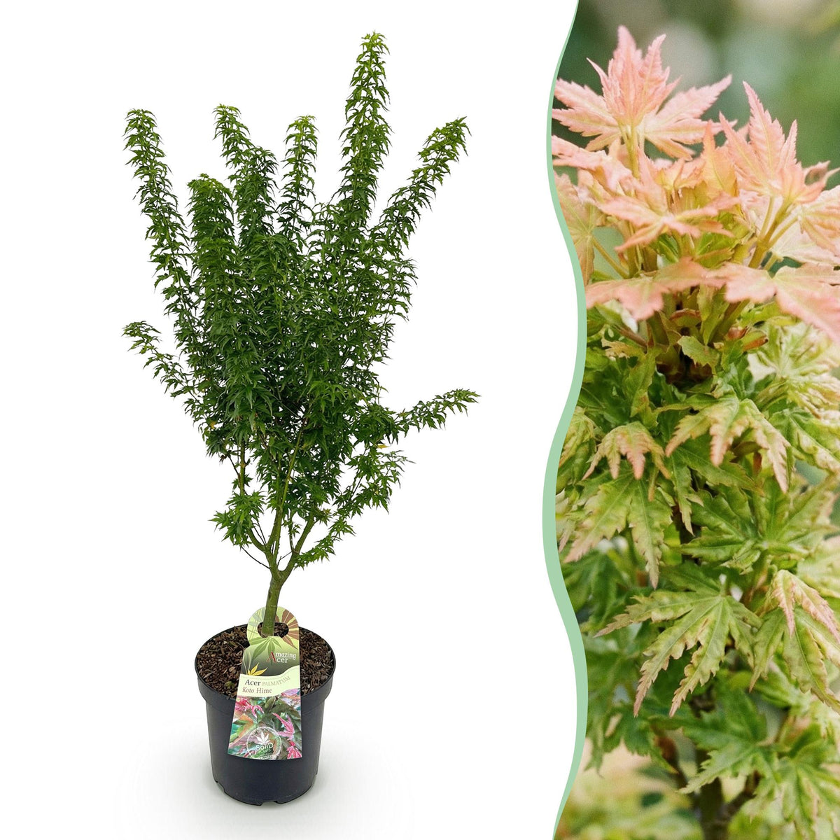Acer palmatum 'Koto Hime' (Japanse esdoorn) – Ø26 cm, 90 cm hoog
