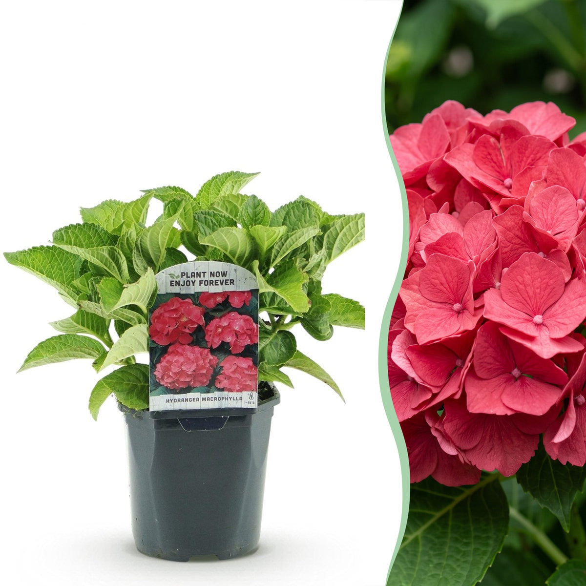 Hydrangea macrophylla (hortensia) – rood – 3 planten, Ø17 cm, 30 cm hoog