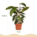 2× Calathea Rufibarba – Ø17 cm, 55–60 cm hoch