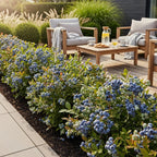 Vaccinium corymbossum 'Bluegold' (blauwe bes) – 3 planten, Ø9 cm, 35 cm hoog