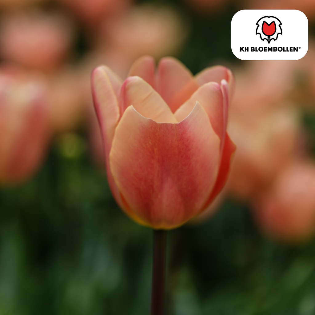 Tulipe 'Apricot Foxx' – 20 bulbes (taille 11/12)