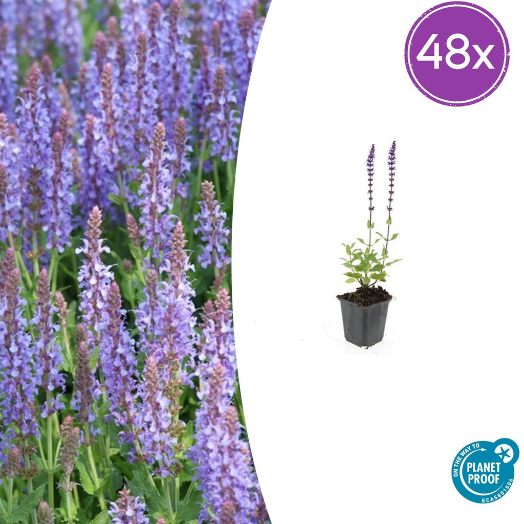 Salvia nemorosa 'Caradonna' (sauge) – 48 plants, Ø9 cm, 10–25 cm de haut – photo 2