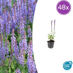 Salvia nemorosa 'Caradonna' (sauge) – 48 plants, Ø9 cm, 10–25 cm de haut