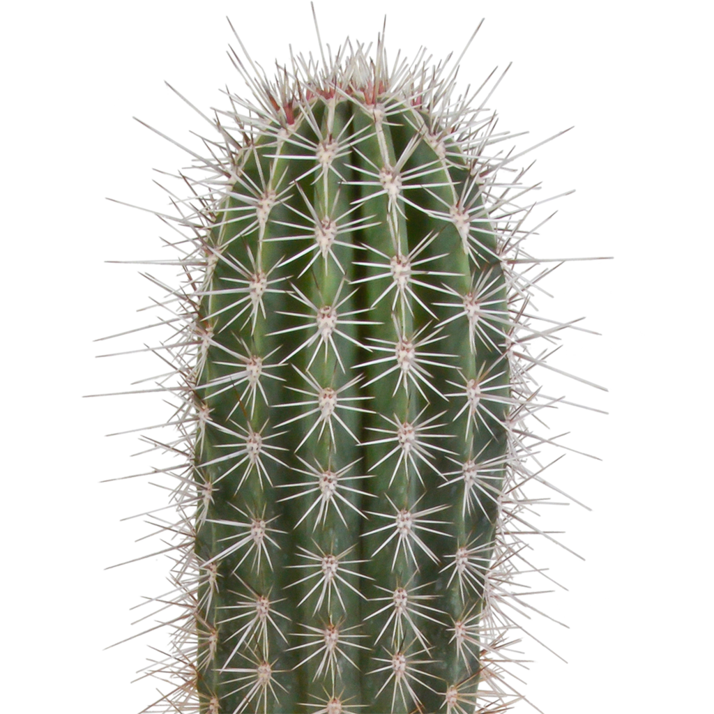 Pachycereus pringlei (Cactaceae) uden urtepotte – Ø17 cm, 17 cm høj
