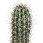 Pachycereus pringlei (Cactaceae) uden urtepotte – Ø17 cm, 17 cm høj