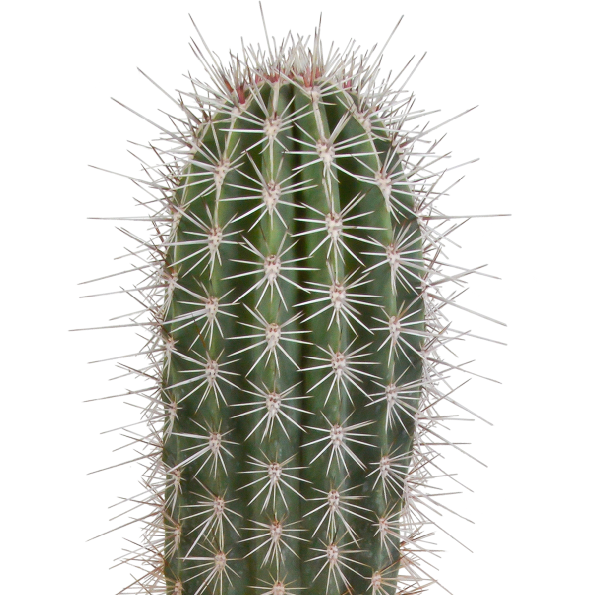 Pachycereus pringlei (Cactaceae) uden urtepotte – Ø17 cm, 17 cm høj