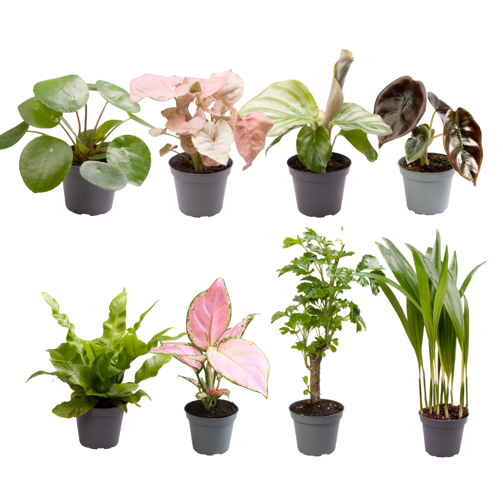 Überraschungsbox Zimmerpflanzen – Ø 6 cm, 12 cm hoch – Art. 32239