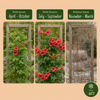 Campsis radicans (trumpet creeper) – orange-red – 2 plants, Ø9 cm, 35 cm high