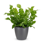Asplenium Crispy Wave (fougère nid d'oiseau) en pot de décoration Potter gris – Ø12 cm, 30 cm de haut