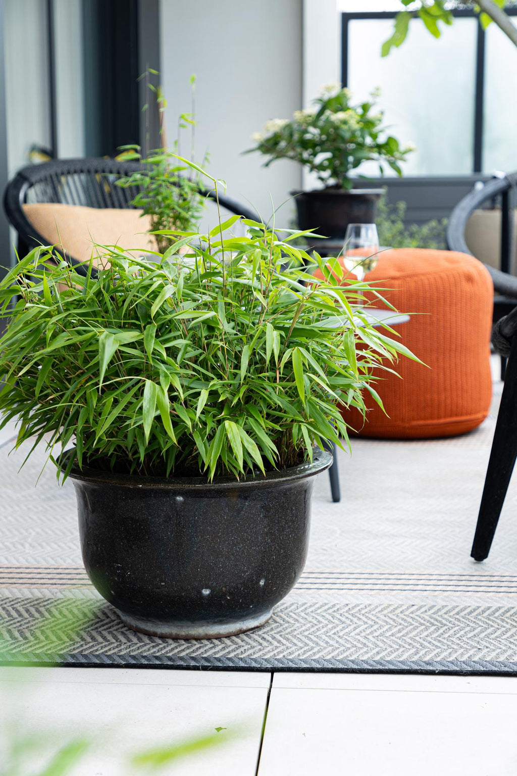 Fargesia robusta 'Pingwu' (bamboo) – 6 plants, Ø14 cm, 35 cm high – photo 5