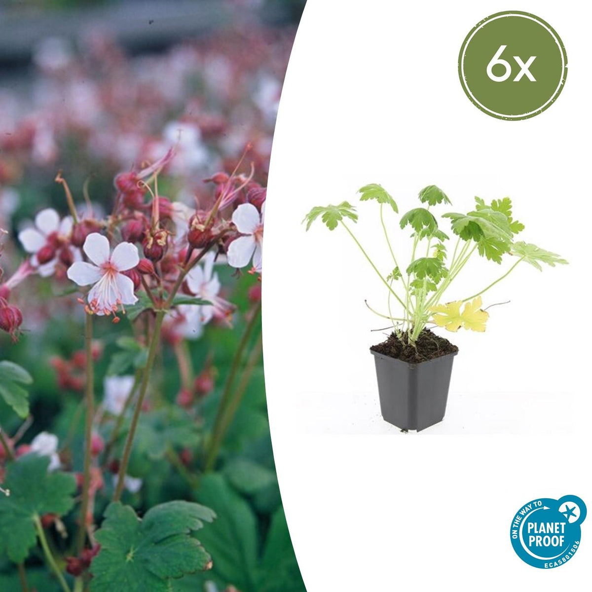 Géranium macrorrhizum 'Spessart' (géranium vivace) – 6 plantes, Ø9 cm, 10–25 cm de haut – photo 2