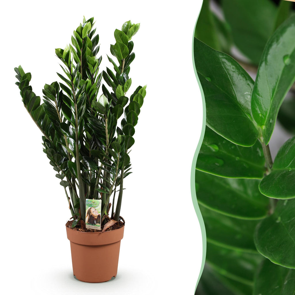 Zamioculcas (ZZ-Pflanze) – Ø 21 cm, 80–90 cm hoch