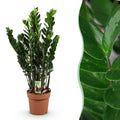 Zamioculcas (ZZ-Pflanze) – Ø 21 cm, 80–90 cm hoch