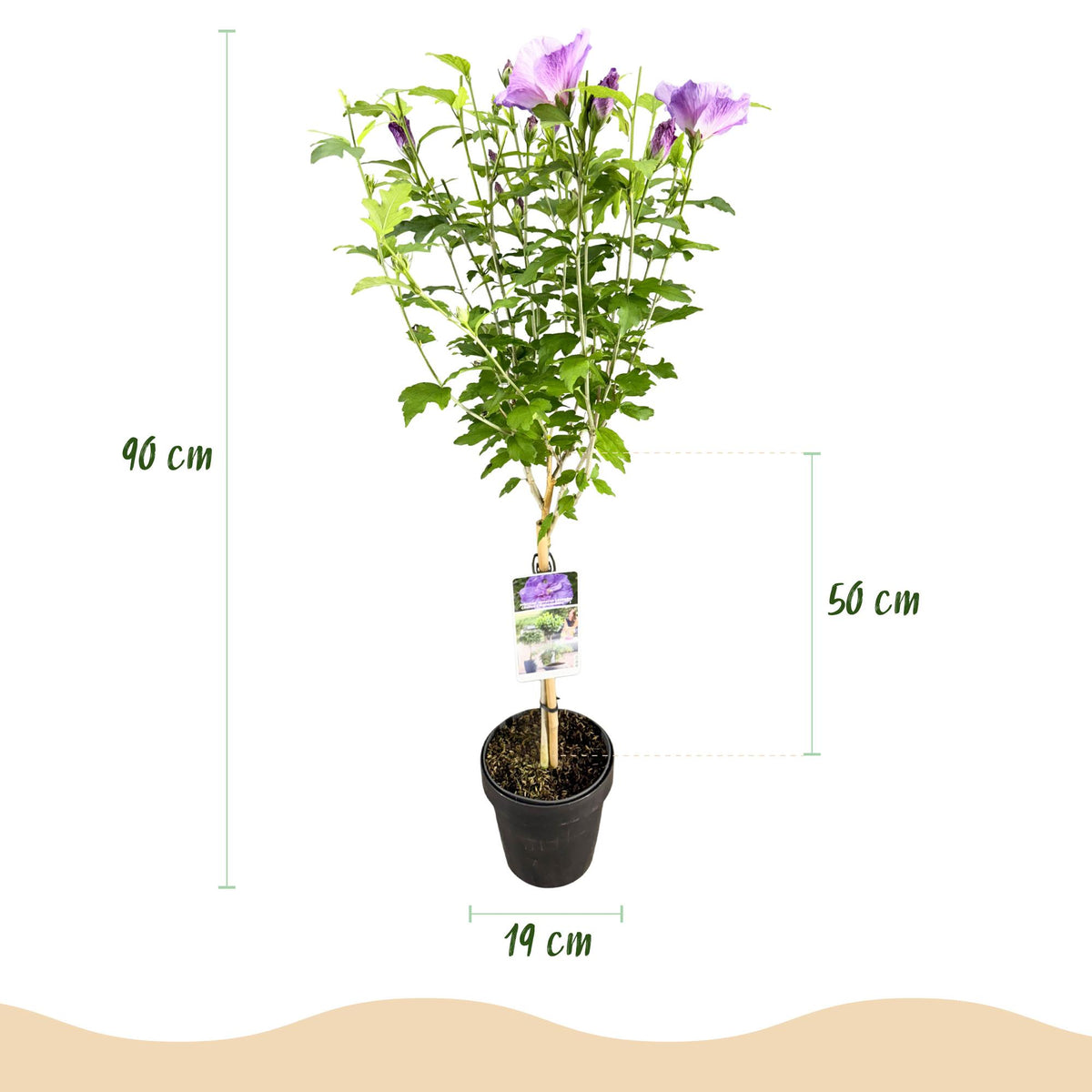 Hibiscus syriacus 'Lavendor Chiffon' (tuinhibiscus) op stam – Ø19 cm, 90 cm hoog
