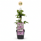 Clematis 'Hagley Hybrid' (grimpette) – rose – 6 plantes, Ø9 cm, 35 cm de haut