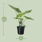 Alocasia Macrorrhiza (elefantøre) – Ø19 cm, 70 cm høj