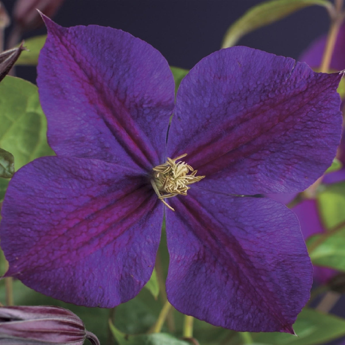 Clematis 'Star Of India' (bosrank) – roze – 2 planten, Ø11 cm, 40 cm hoog