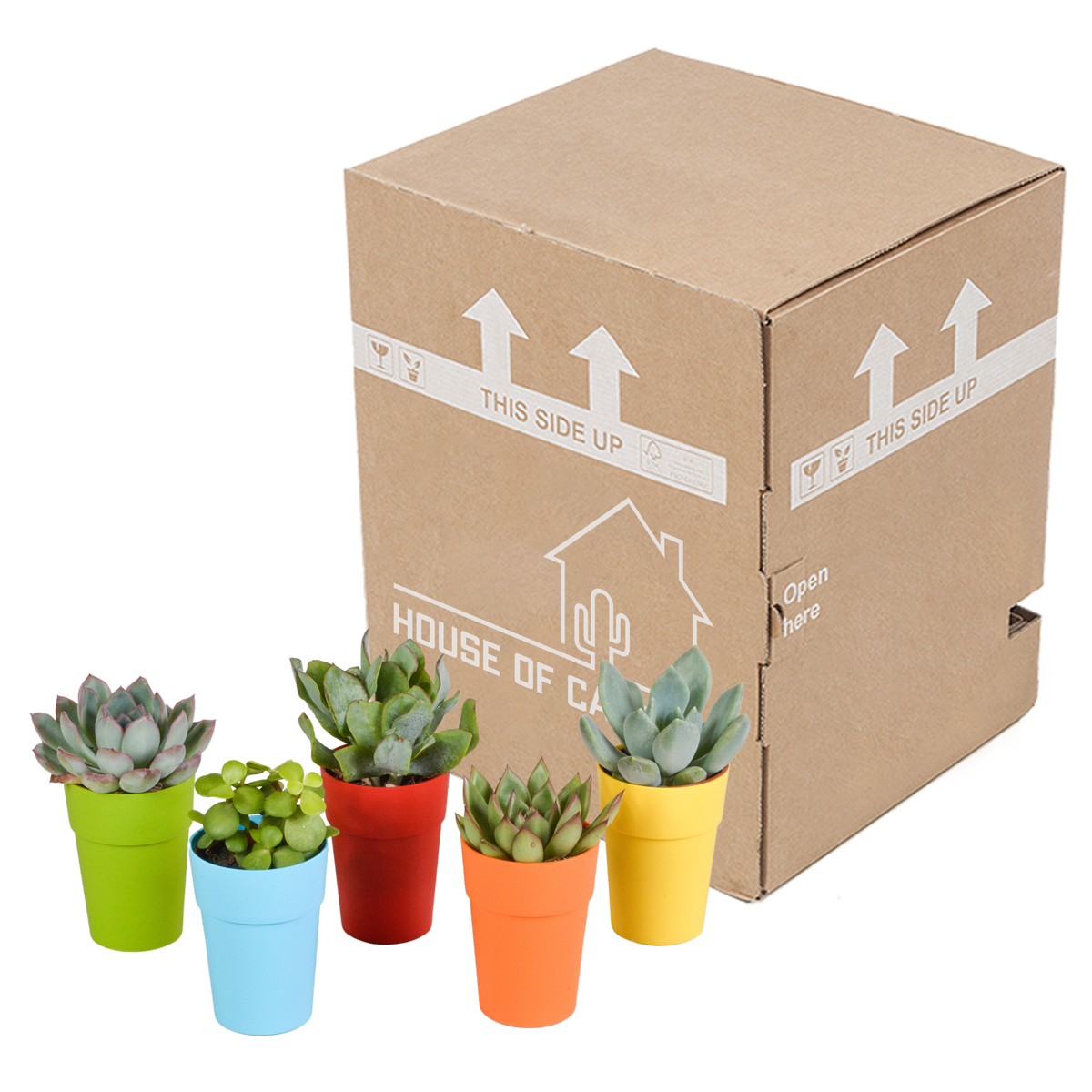 Sukkulenten – Ø 6 cm, 16 cm hoch