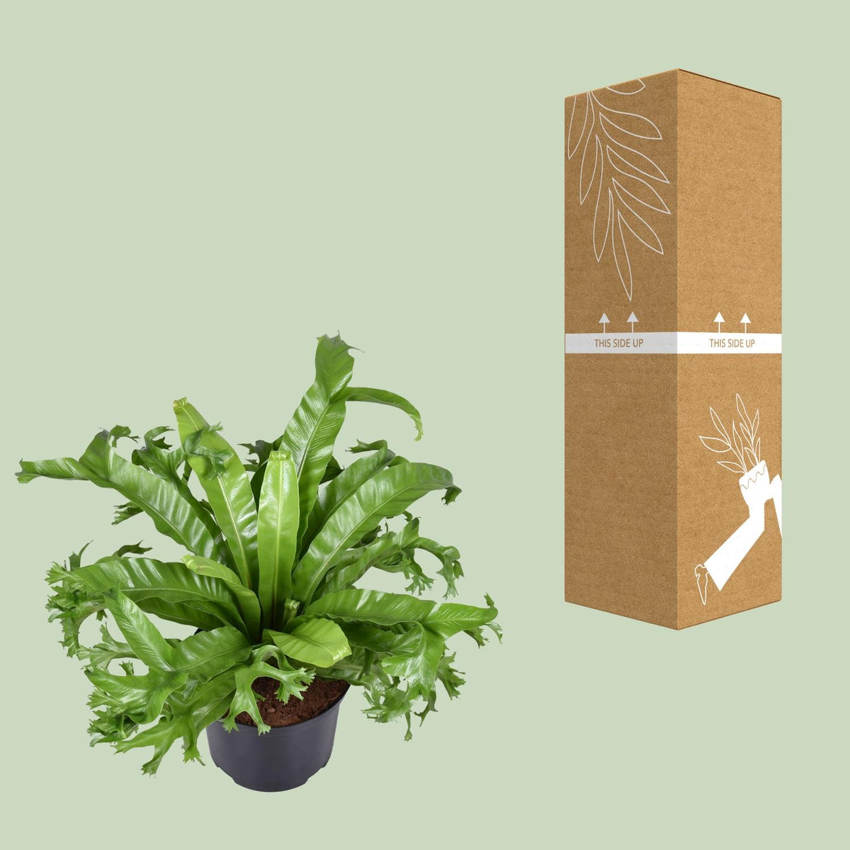 Asplenium nidus Crissie (Vogelnestfarn) – Ø 23 cm, 55 cm hoch