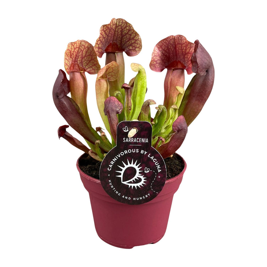 Sarracenia Catesbaei (trompetbægerplante) – Ø12 cm, 23 cm høj