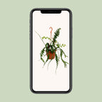 Epiphyllum Anguliger (Cactaceae) – Ø17 cm, 35 cm de haut