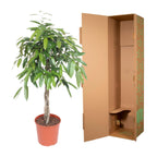 Ficus Amstel King mit geflochtenem Stamm – Ø 27 cm, 130 cm hoch