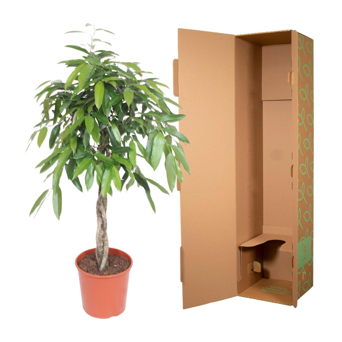 Ficus Amstel King gevlochten stam – Ø27 cm, 130 cm hoog