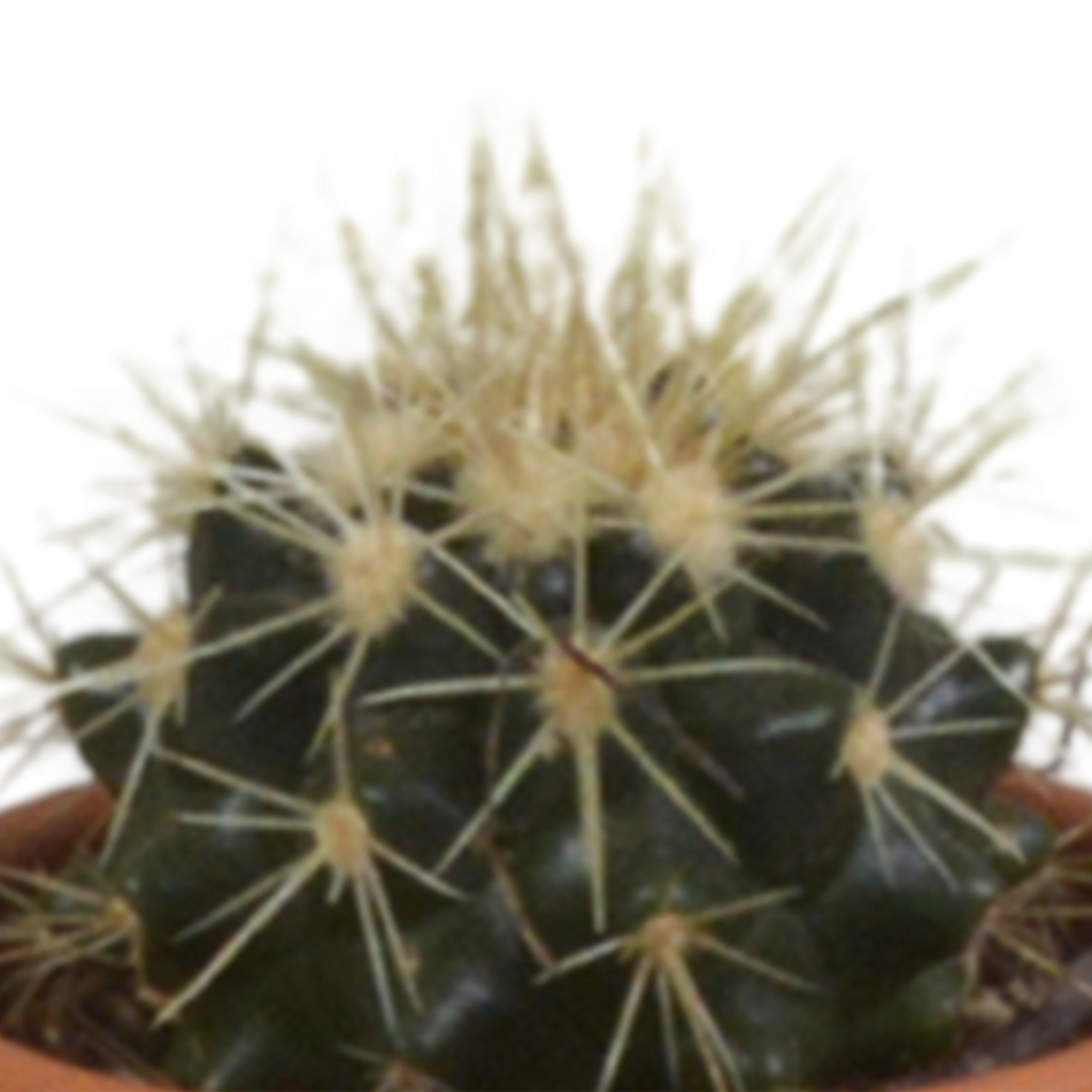 Kaktusmix (Cactaceae) i terrakottakrukke – Ø6 cm, 13 cm høj