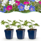 Géranium 'Tricolour' (géranium vivace) – violet-rose-blanc – 12 plants, Ø11 cm, 15–25 cm de haut