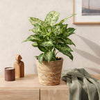 Diefenbachia Compacta (Dracaena) with basket – Ø17 cm, 45–50 cm high