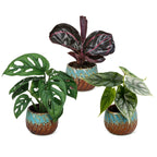 3× Jungpflanzen Dschungel-Mix inkl. Copper Reef – Ø6 cm, 10–15 cm hoch