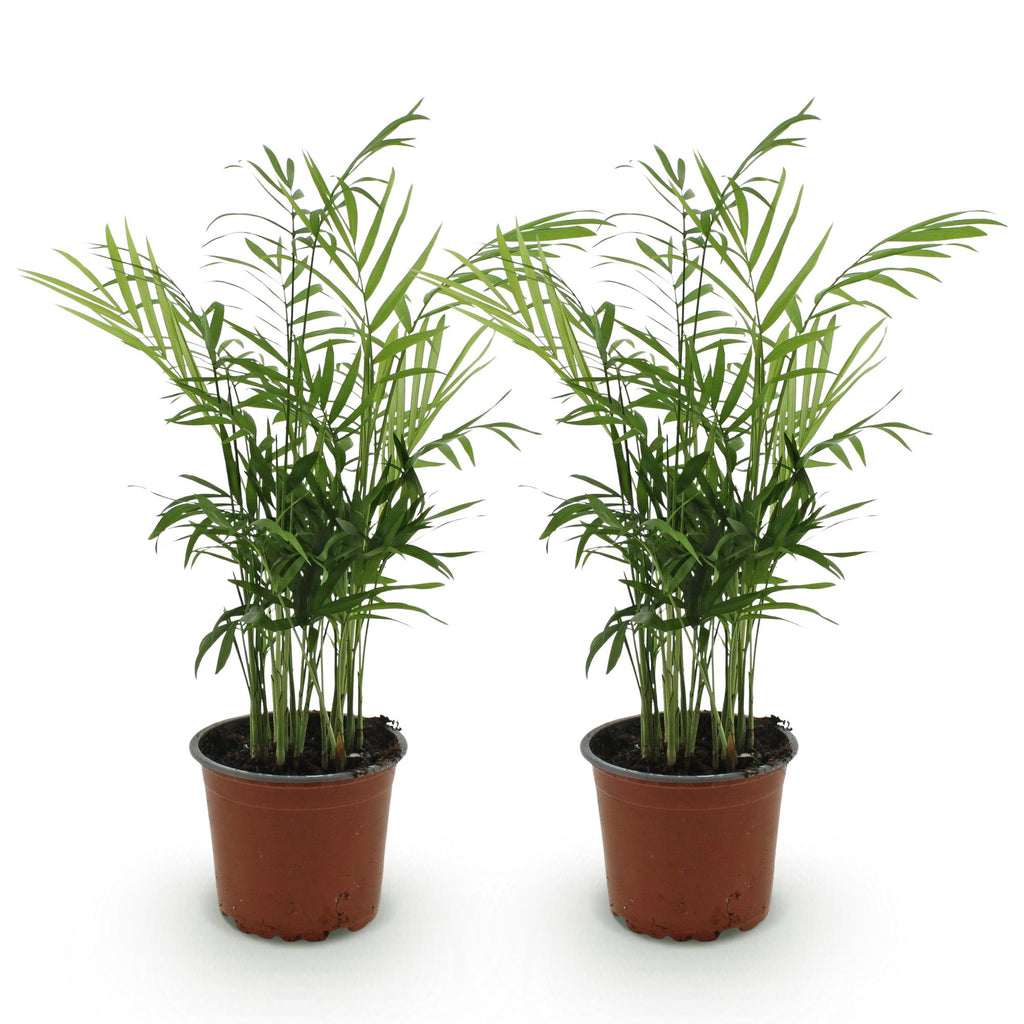 2× Guldpalm (Dypsis) – Ø12 cm, 35–40 cm hög