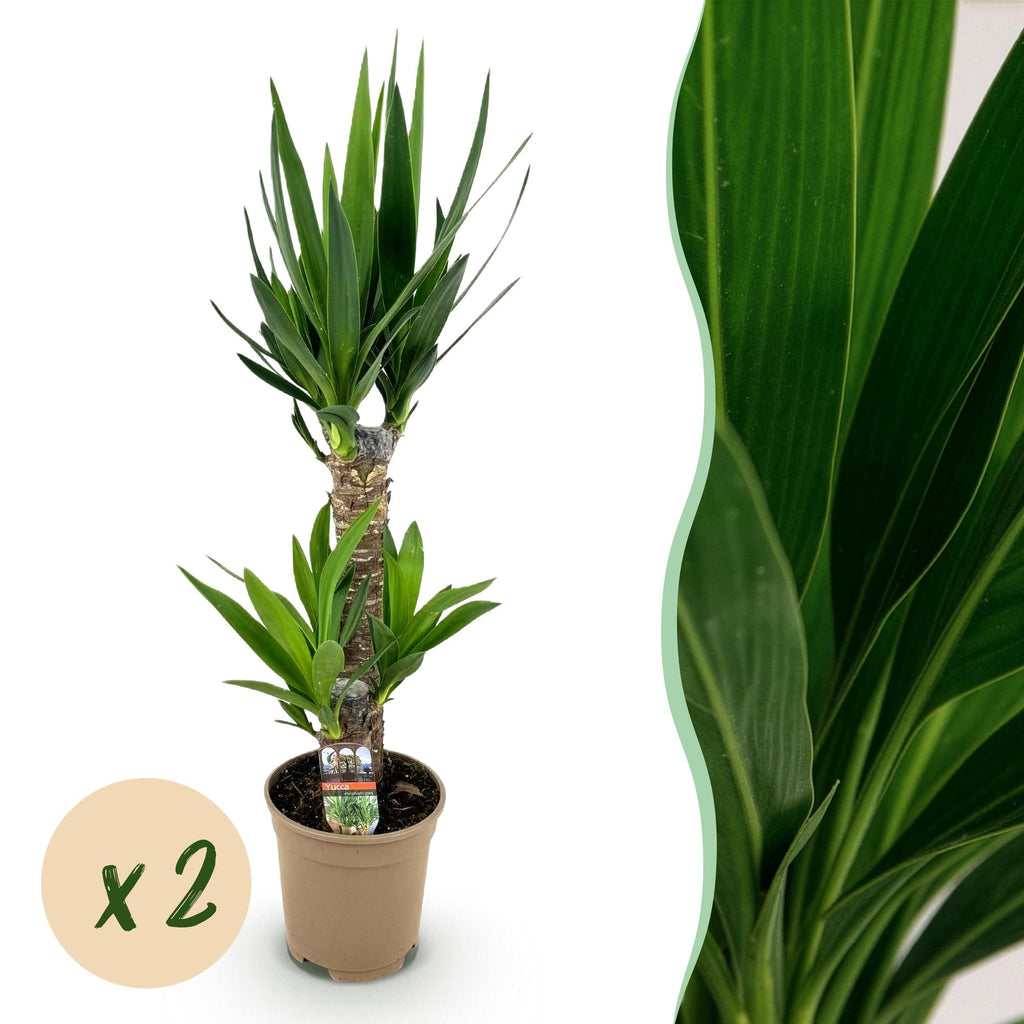 Yucca elephantipes – Ø17 cm, 75 cm hoog – art. 54723