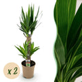 Yucca elephantipes – Ø17 cm, 75 cm hoog – art. 54723